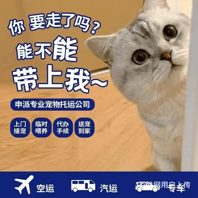 徐州丰县宠物托运 （猫狗活体运输）宠物快递至全国 - 图片 1