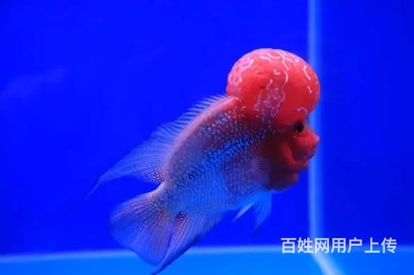 仙桃出售泰国进口精品罗汉鱼一手货源，送货上门 - 图片 1