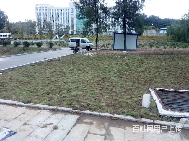 大量出售免修剪草坪地毯草坪，优异草坪，绿化苗木 - 图片 4