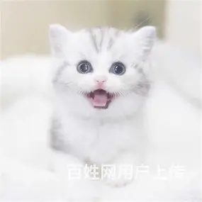 霍邱哪里有猫舍，价格多少钱一只，在哪买放心 - 图片 2