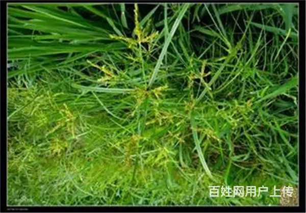 早熟禾草籽发芽温度 - 图片 2