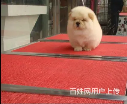 中卫狗场卖松狮，狗场松狮多少钱一只 - 图片 4