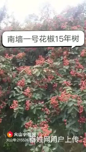 韩城大红袍花椒苗基地，陕西哪里有出售卖无刺黄盖花椒苗批发 - 图片 1