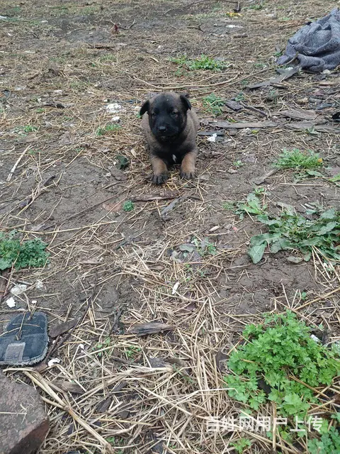小马犬出售 - 图片 1