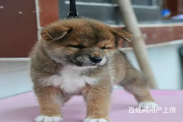 高品质柴犬萌宠 基地直销 保纯种健康 欢迎实地挑选 - 图片 2