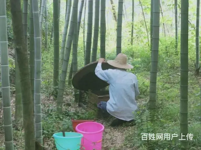 自家养的野生蜂蜜 - 图片 6