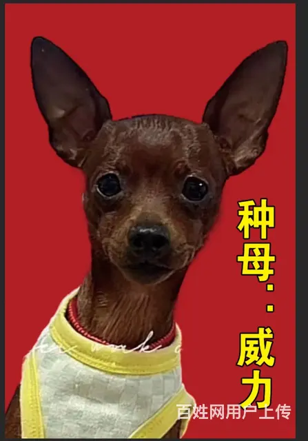 小鹿狗 - 图片 2
