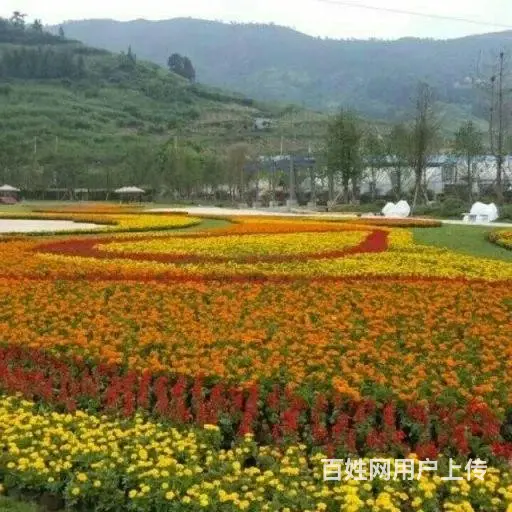 贵州草花贵州草坪贵州苗木贵州花卉批发 - 图片 9