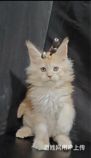 自己繁育缅因猫 - 图片 2