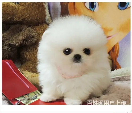 博美犬 茶杯幼犬出售 直销哈多利小体博美犬 - 图片 3