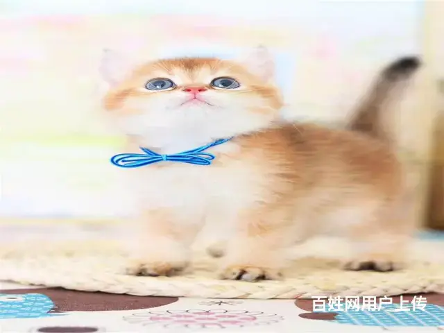 吕梁猫舍金渐层猫多少钱一只哪里有本地买自家猫舍繁殖 - 图片 5
