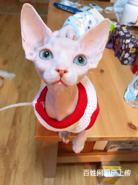 常州纯种无毛精灵猫一手出售 - 图片 8