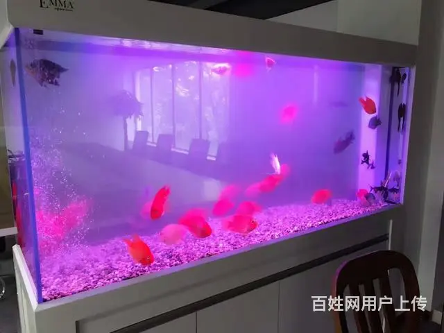 鱼缸观赏鱼送货到家 - 图片 2