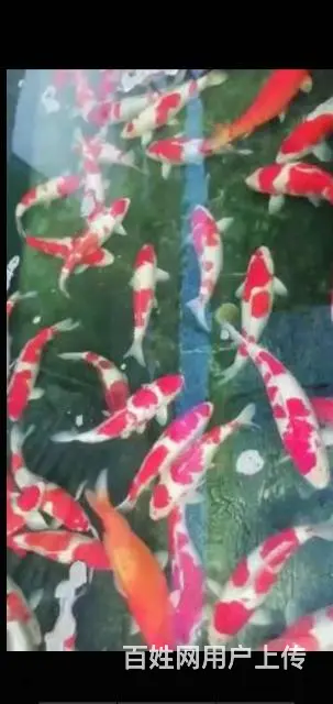 苏州永乐锦鲤大量出售锦鲤鱼 - 图片 7
