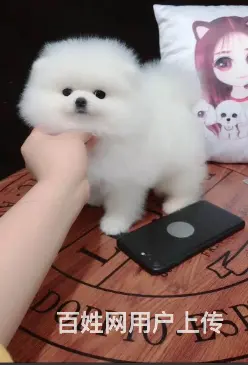 哈多利球体博美/CKU血统认证博美幼犬健康之宝 - 图片 3