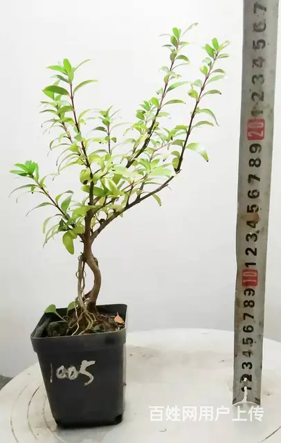湖北大学自考本科毕业生杨世毅先生淘宝盛世鑫毅植物园 - 图片 3