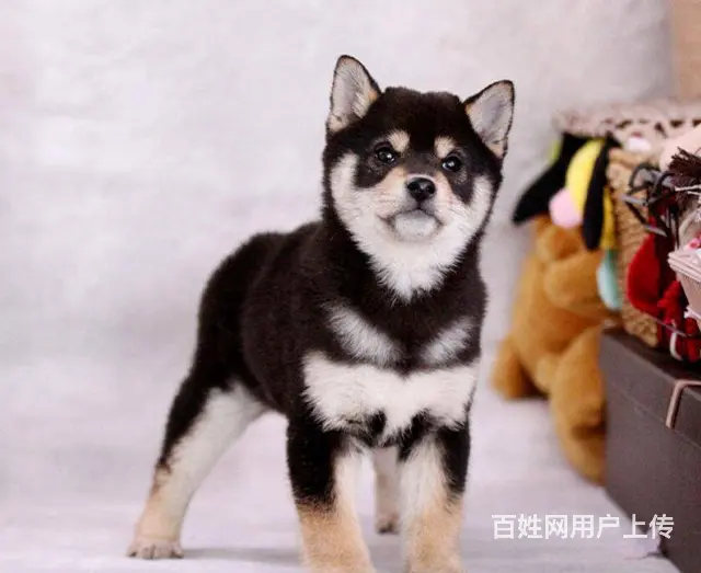 纯种柴犬 赤红色柴犬 黑色柴犬 三个月包退换保健康 - 图片 10