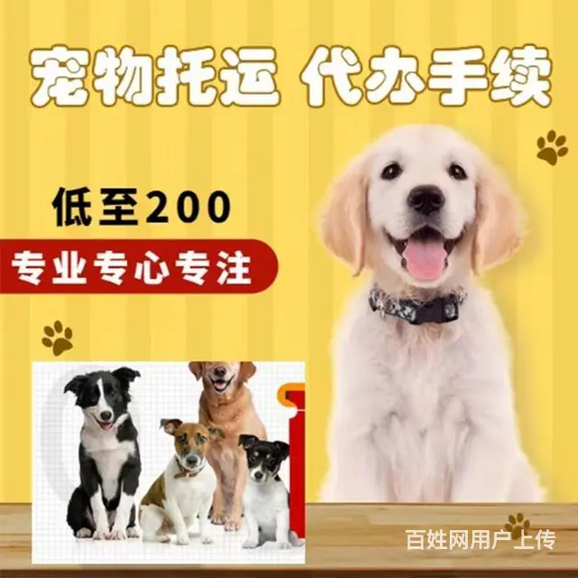 寿县宠物托运 （猫狗活体运输）宠物快递至全国 - 图片 1