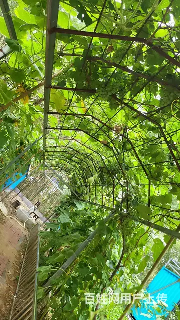 旺铺转让 地理位置优越 客源稳定  占地面积5亩 - 图片 11