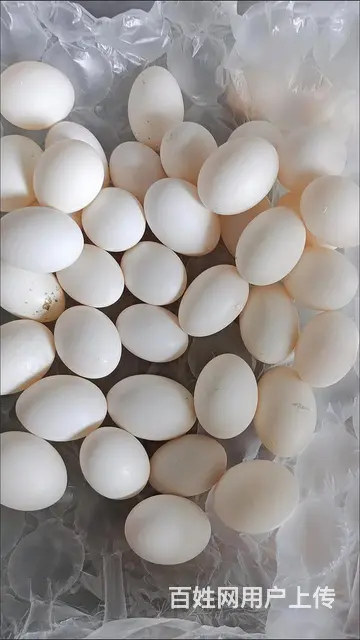 出售乳鸽，大肉鸽子， - 图片 3