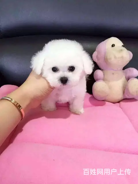 包头【泰迪犬舍】地址纯种泰迪到底多少钱一只 - 图片 1
