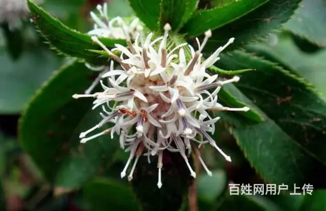 湖北百草堂苍术种植绿色探索，引领生态种植新时代 - 图片 2