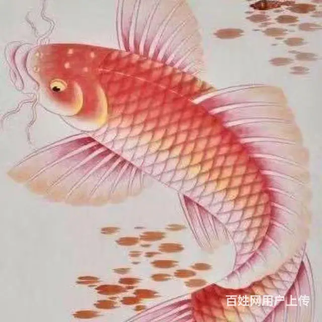 三母一公柴犬出 - 图片