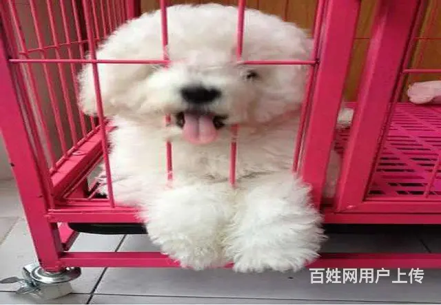可爱卷毛小体比熊犬 宠物比熊幼犬狗狗来了 - 图片 8