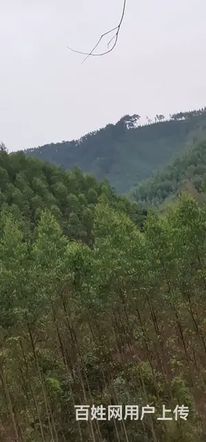 【搞定了！】山林地出租转让，自由经营（绿本） - 图片