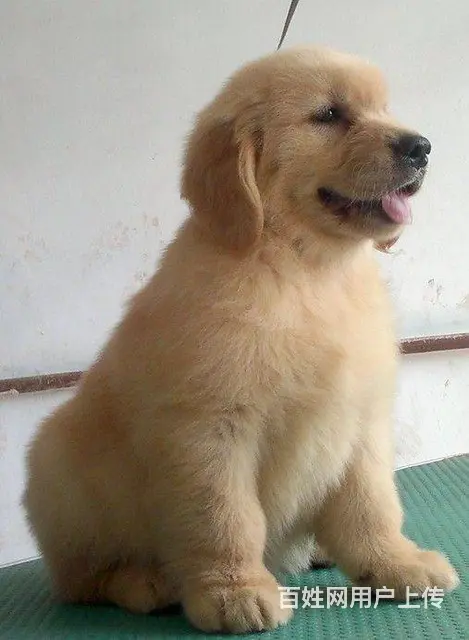 北京金毛犬舍 纯种大头美系金毛犬价格 金毛犬 - 图片 6