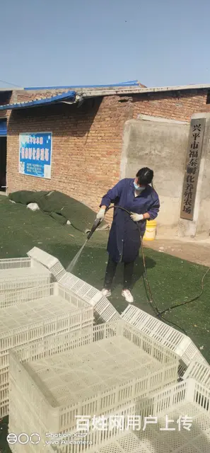 兴平鸡苗孵化场 - 图片 1