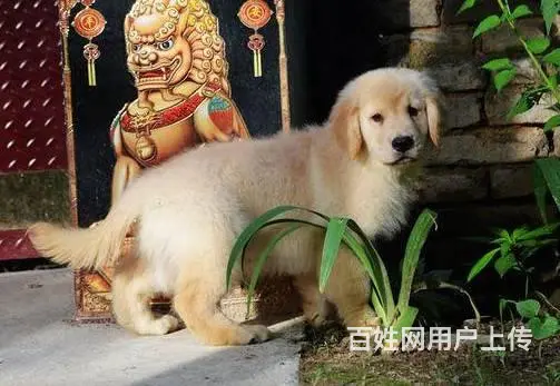 金毛幼犬多少钱一只 纯种金毛幼犬价格 双血统金 - 图片 7