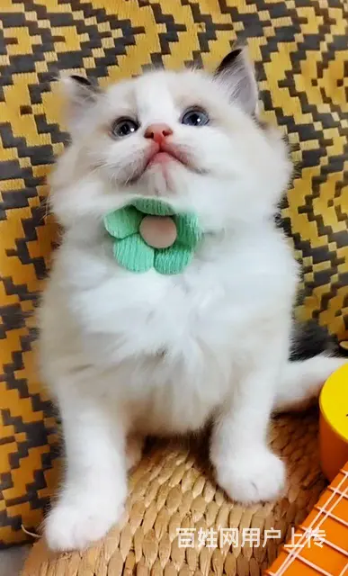 布偶猫、布偶出售 - 图片 2