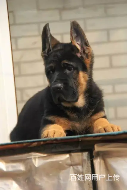 锤系德牧 极品德牧幼犬 签合同保健康 - 图片 8