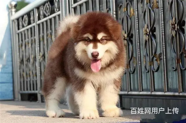 纯种阿拉斯加幼犬 黑十字架脸,大骨量大毛量犬舍直销 - 图片 4