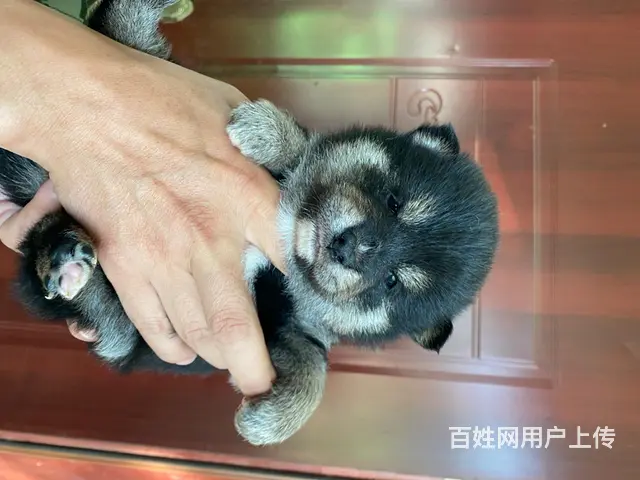 纯种柴犬出售 - 图片 1