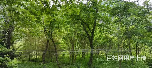 四川省绵阳江油市6240.4亩林地出售 - 图片 7