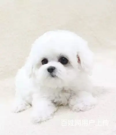 辽阳卖比熊的犬舍，犬舍比熊一般价位 - 图片 4