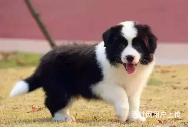 承德边牧怎么卖 家养边牧 疫苗齐全 - 图片 2