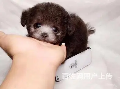 承德泰迪多少钱一只 泰迪价格 茶杯犬泰迪 - 图片 3
