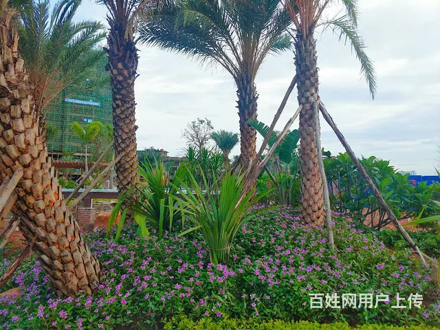 梧州江景楼盘！首付5万起！月供2700！三房两厅 - 图片 6