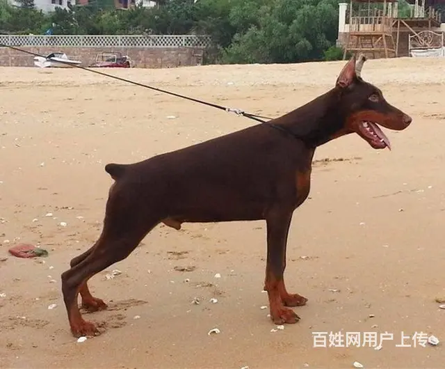 德系杜宾犬幼犬出售 爆胸骨量大公母均有 - 图片 3