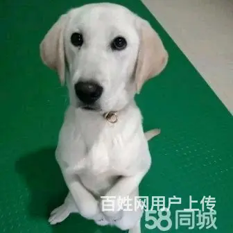 湖州训犬训狗学校，改正狗狗坏习惯，科目训练 - 图片 1