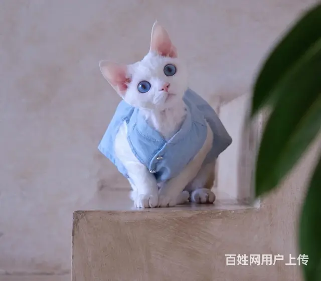 哪里有德文卷毛猫卖的 德文好养吗 疫苗齐全包健康 - 图片 4