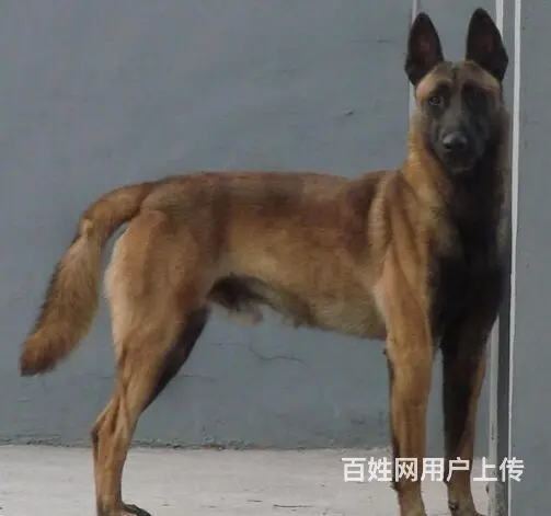 中卫马犬养殖基地Ⅰ马犬繁殖基地 - 图片 4