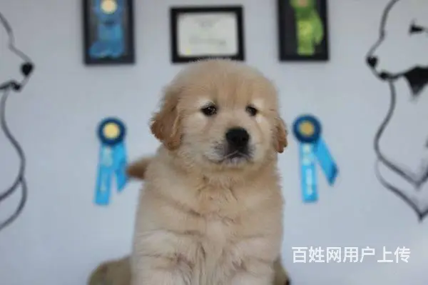 北京精品金毛犬 美系大头金毛犬出售 金毛犬舍 - 图片 2
