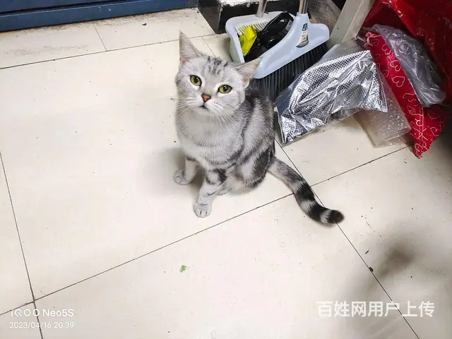 黑白美国短毛猫 - 图片 1