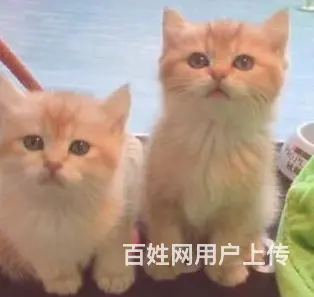 金渐层幼崽寻找铲屎官 - 图片