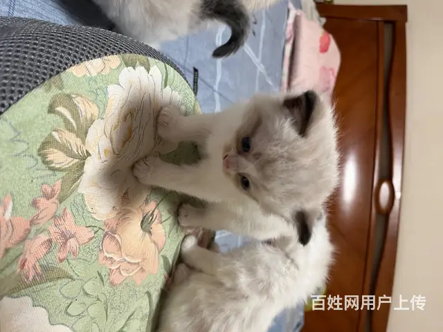 自家养的 品相好 纯种 会用猫砂盆 - 图片 6