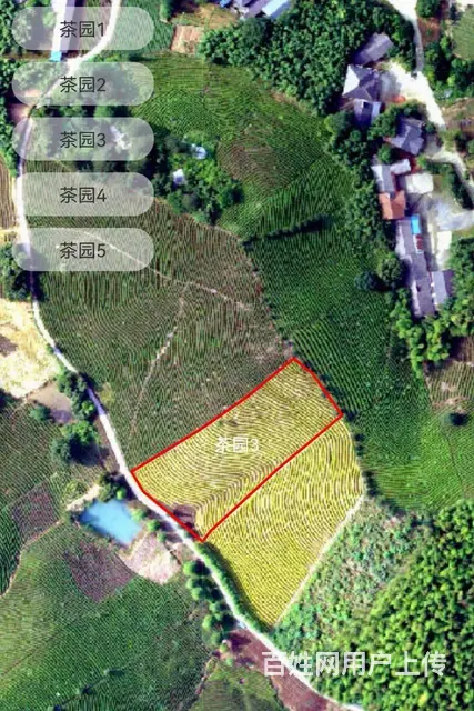 小戴白茶源自安吉白茶核心产区 - 图片 3